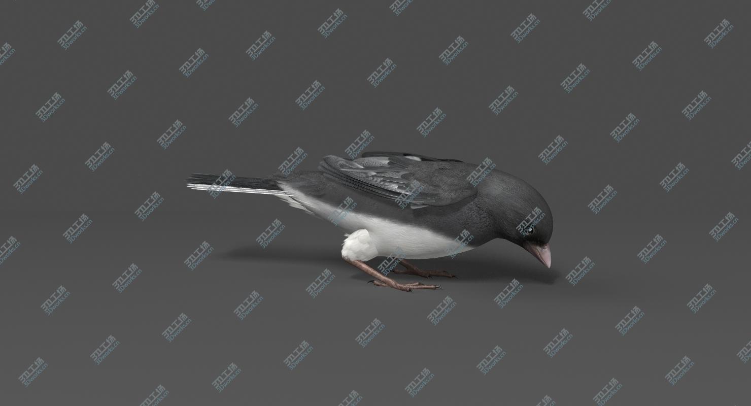 images/goods_img/202104022/Dark-eyed Junco (Animated) 3D model/5.jpg